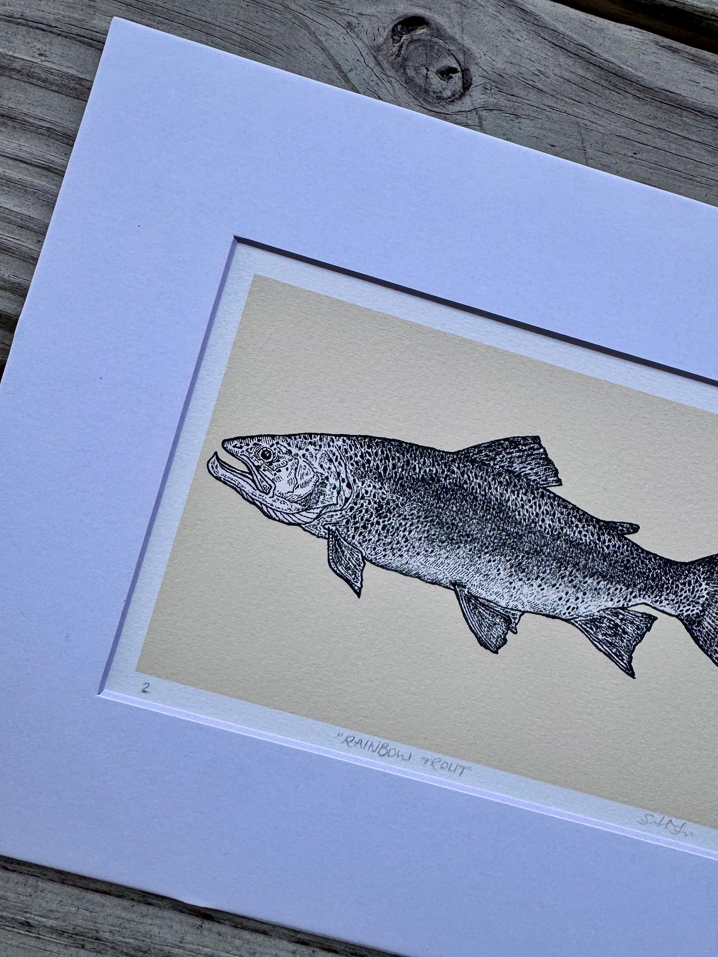 rainbow trout print